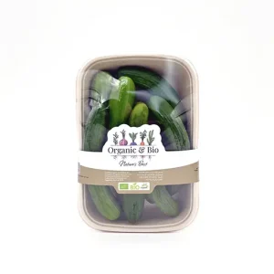 Cucumber