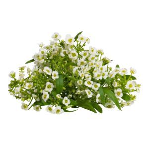 Sweet Alyssum - Edible Flowers