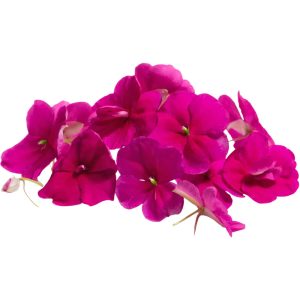 Balsamina - Edible Flowers