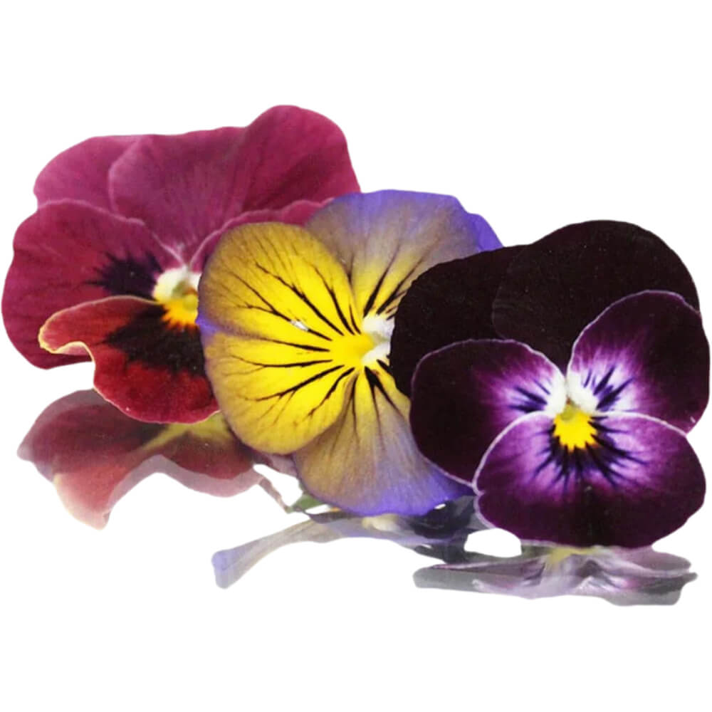 Edible Flowers
