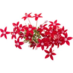Egyptian Star - Edible Flowers