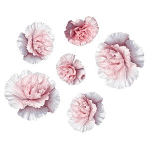 White Dianthus - Edible Flowers