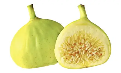 Yellow Fig